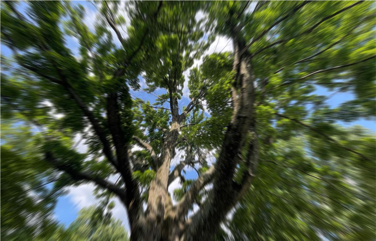 naturer2